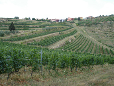 GREVE IN CHIANTI BIODISTRETTO